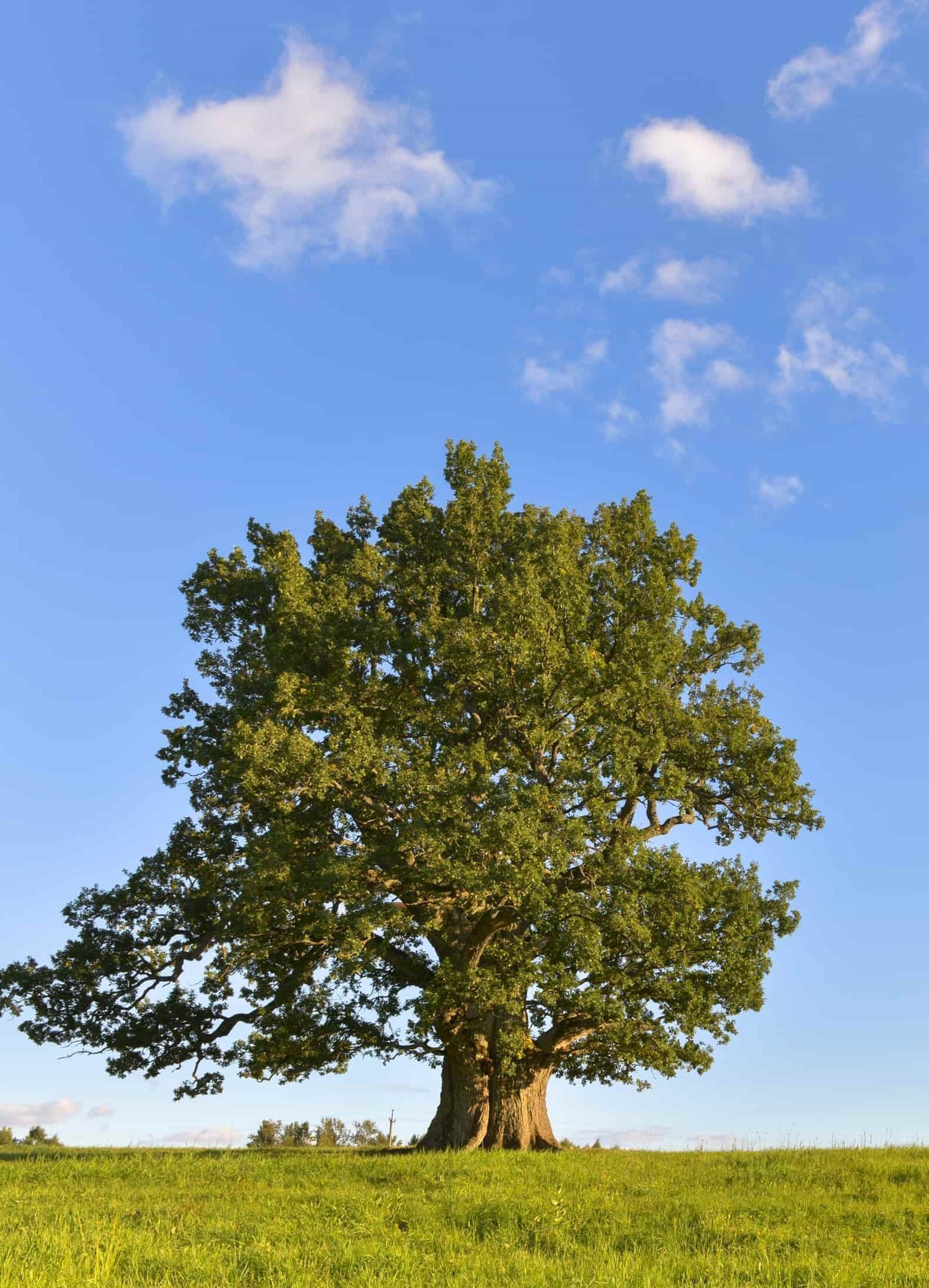 Oak дуб. Дуб Тамме-Лаури. Дуб Европейский дерево. Дуб Македонский дерево. Славонский дуб дерево.